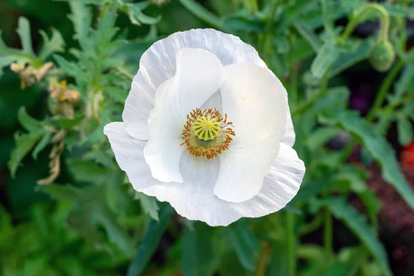 One white poppy flower is blooming in the garden. Close up.