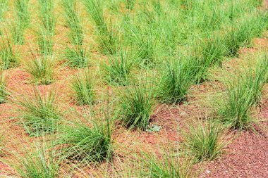 Sıraya dizilmiş ve samanla kaplanmış su tasarruflu süs çimenleri..