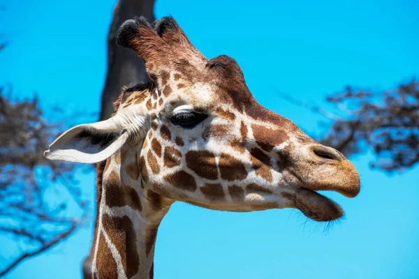 Giraffe head portrait. Open mouth. Side view. Blurred green trees and blue sky background.