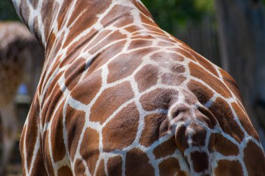 Rear, back view of a reticulated giraffe. Beautiful pigmented skin. Close up