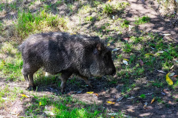 Chacoan Peccary Catagonus Wagneri Berjalan Jalan Dengan Mantel Cokelat Dan — Stok Foto