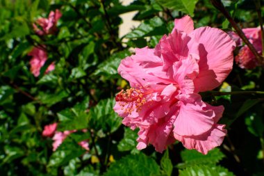Bahçedeki yeşil arka planda çiçek açan pembe bir çift amber çiçeği.