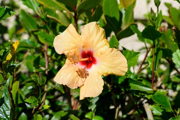 Una Flor Hibisco Amarillo Plena Floración Sobre Fondo Verde Jardín — Foto de Stock