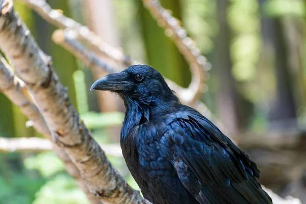 Portrait Common Raven Side View Blurred Green Trees Background — Stock Photo, Image