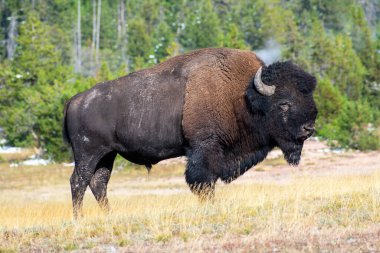 Yellowstone Ulusal Parkı 'ndaki soluk çim tarlasında duran uzun boynuzlu ve uzun tüylü erkek bizon..