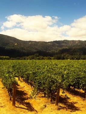 Bereketli Napa Vadisi üzüm bağları güneşli gökyüzünün altındaki uzak ormanlık dağlara doğru uzanır.