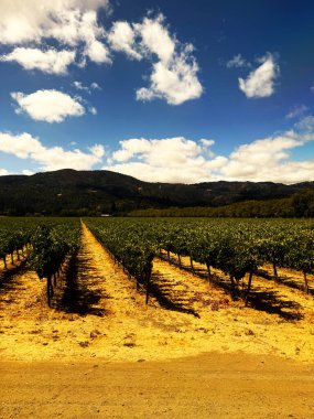 Napa Vadisi kırsal kesiminde beyaz bulutlar ve yeşil tepeler ile aydınlık yaz gökyüzü altında sonsuz bağlar.