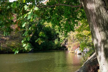 Central Park 'ın arka planında köprü olan ağaçlarla çevrili bir göl.