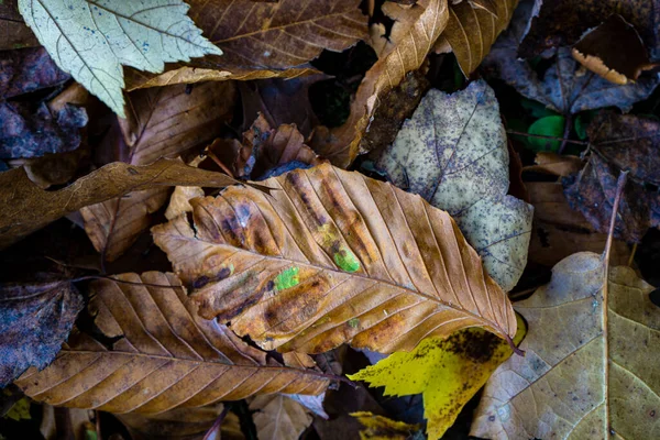 Close-up of old, aging leaves that fell from a tree on the ground during autumn season