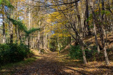 Sonbahar orman manzarası ve sonbahar yaprakları. Sonbahar ormanı doğasındaki patika..