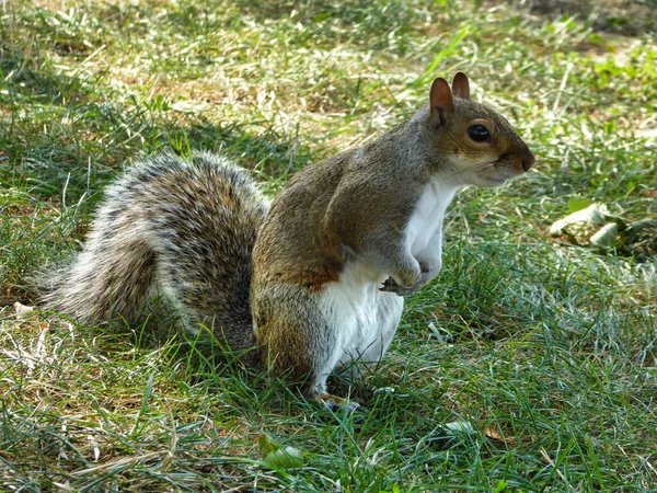 Portrait Gros Plan Écureuil Gris Debout Sur Une Herbe Regardant — Photo