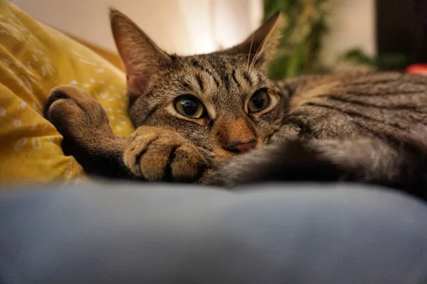 Close Gato Sentado Uma Cama Descansando Travesseiro — Fotografia de Stock