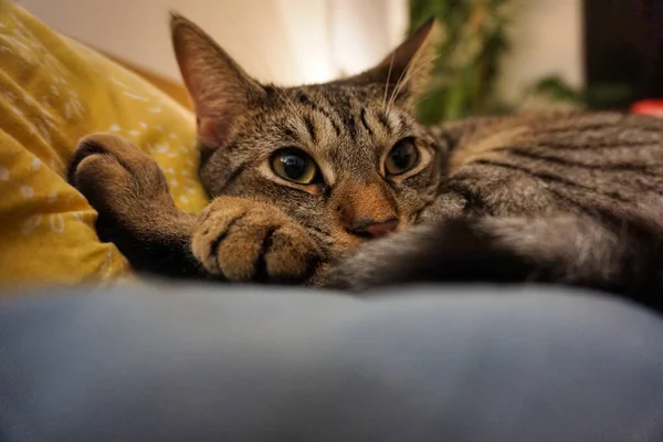 Close Cat Sitting Bed Resting Pillow — Stock Photo, Image