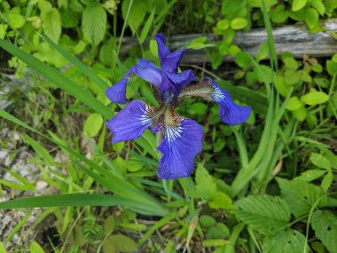 Mavi, çimlerde açan mor zambak, ormanda yapraklar. Orris kök çiçeği