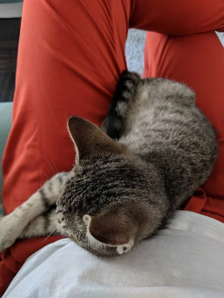 オレンジのパンツと白いシャツを着た女性の膝の上で眠っていた 女の子の腹の上で彼の頭を休める小さな猫 — ストック写真