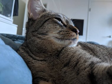 Yastığın üzerinde oturup yan tarafa bakan tekir bir kediye yakın çekim. Yavru kedi yatakta dinleniyor.