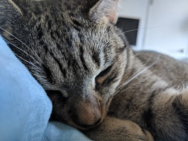 Nahaufnahme Eines Niedlichen Schlafenden Tabby Kätzchens Auf Einem Blauen Kissen — Stockfoto