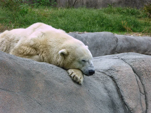 Oso Polar Blanco Durmiendo Una Roca Con Pata Zoológico — Foto de Stock