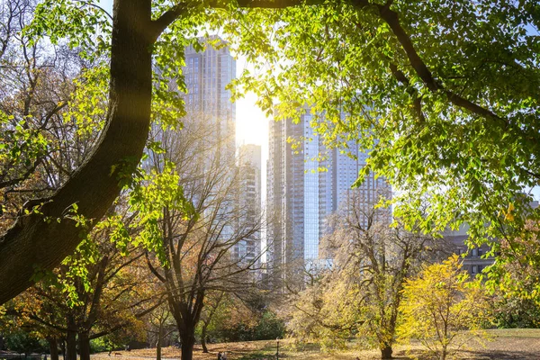 ニューヨーク市 2020年11月15日 秋に公園で黄色の葉が落ちる 背後に高層ビルが建ち並ぶ公園に入ると — ストック写真