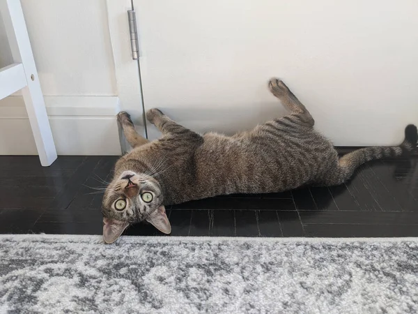 Цікавий Кіт Лежить Догори Ногами Дивиться Камеру Ногами Двері — стокове фото