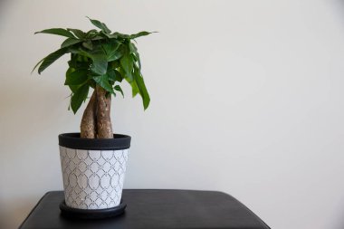 Süslü örgülü, beyaz bir arka planda beyaz desenli bir sandıkta para ağacı bitkisi.