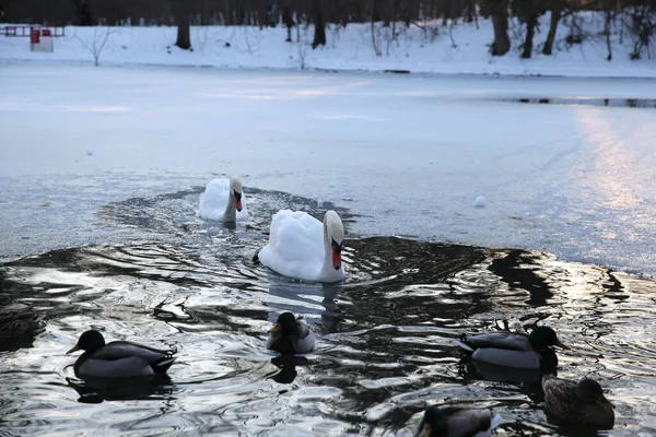 Bílé Labutě Kachny Plavání Chladném Jezeře Zimním Období Sníh Uložený — Stock fotografie