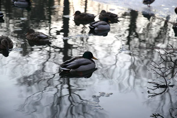 Patos Nadando Lago Frio Temporada Inverno Reflexão Árvores Água — Fotografia de Stock