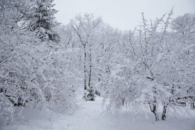 Brooklyn, New York 'taki bir parkta karla kaplı ağaçlar ve yollarla geçen kış manzarası. Soğuk hava