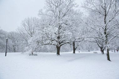Brooklyn, New York 'taki bir parkta karla kaplı ağaçlar ve yollarla geçen kış manzarası. Soğuk hava