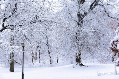 Brooklyn, New York 'taki bir parkta karla kaplı ağaçlar ve yollarla geçen kış manzarası. Soğuk hava