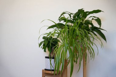 Beyaz duvar arka planında 3 katmanlı farklı bitkiler var.