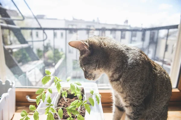 猫坐在窗边 嗅闻种植在室内的西红柿叶子 — 图库照片