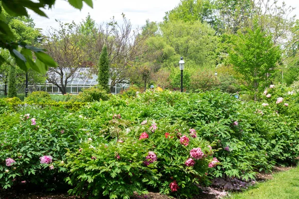 植物や花のある公園内のガラス温室の風景 — ストック写真