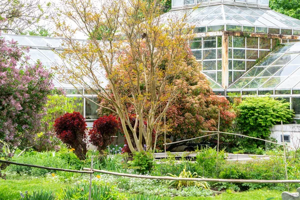 植物や花のある公園内のガラス温室の風景 — ストック写真