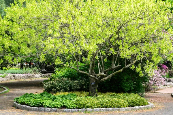 緑のヘッジ付きの美しい庭園エリア 裏庭の風景やフェンス 木や花の植物と公園 — ストック写真