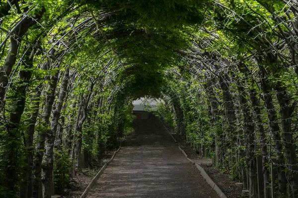 Green tunnel passage made of overgrown plants and green leaves. Arched hedge made from pergola in a garden