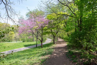 Patikası olan güzel bir bahçe alanı. Arka bahçe manzarası ya da yeşil ve mor ağaçları ve çiçek açan bitkileri olan bir park.
