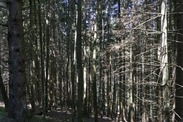 Pinos Bosque Con Troncos Secos Ramas Bosque Con Luz Del — Foto de Stock