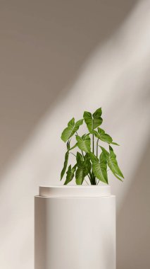 Portrede boş beyaz renk eğimli silindir 3D görüntüleme minimal sahne