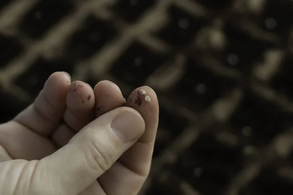 The process of planting tomato seeds. Womens hands scatter the seeds of tomatoes and cover them with earth. — Stock Photo, Image