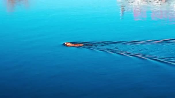 Мускрат в своей естественной среде обитания плавает в озере — стоковое видео