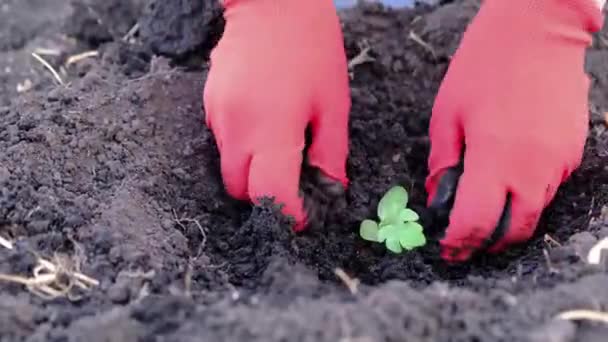 Der Prozess der Pflanzung eines Wassermelonenkeims. — Stockvideo