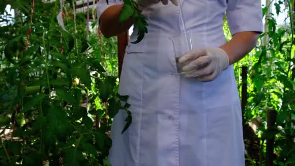 穿着更衣和手套的实验室助理 在瓶子里搅拌试剂 为温室里的植物浇水 转基因生物的概念 — 图库视频影像