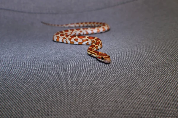 Serpiente Maíz Sobre Fondo Tejido Gris —  Fotos de Stock