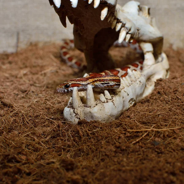 Maize Snake Skull Background Ground — Stock Photo, Image