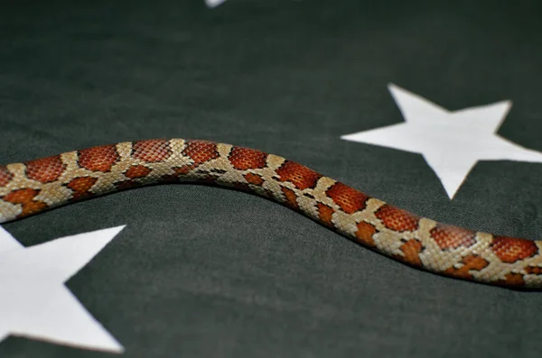 Slangenstaart Zwarte Achtergrond Met Sterren — Stockfoto