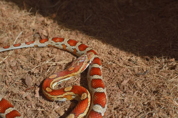 玉米蛇在阳光下休息 — 图库照片
