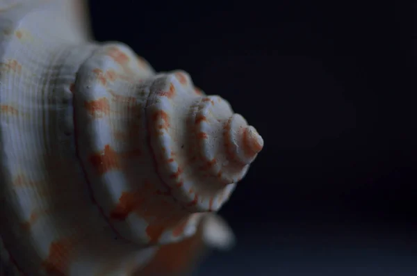 Macro Seashells Dark Blue Background — Stock Photo, Image