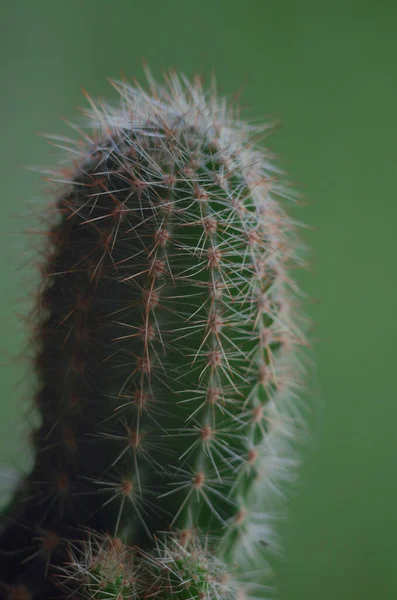 Foto Macro Cacto Fundo Brilhante — Fotografia de Stock