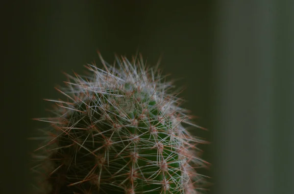 Parlak Bir Arka Planda Bir Kaktüsün Makro Fotoğrafı — Stok fotoğraf